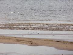 Calidris minuta