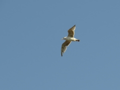 Larus