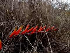 Astroloba rubriflora