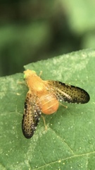 Icterica