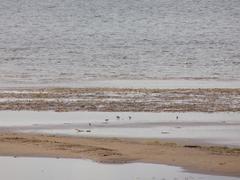 Calidris minuta