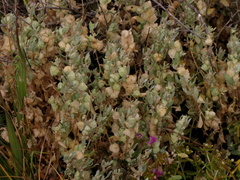 Atriplex lindleyi inflata