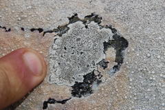 Dimelaena australiensis