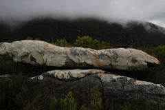 Dimelaena australiensis