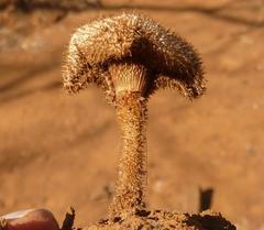Lentinus stuppeus