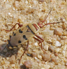 Probergrothius
