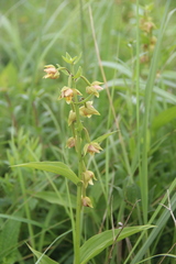 Epipactis thunbergii