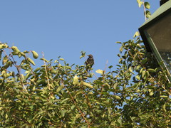 Sturnus vulgaris