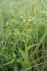 Epipactis thunbergii