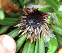 Oldenburgia paradoxa