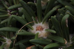 Oldenburgia paradoxa