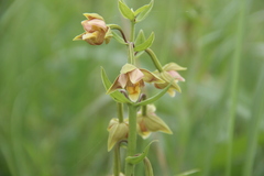 Epipactis thunbergii