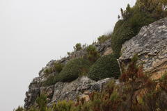 Oldenburgia paradoxa