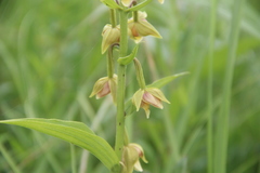 Epipactis thunbergii