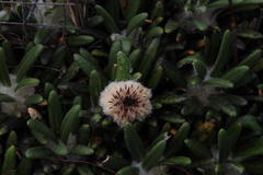 Oldenburgia paradoxa