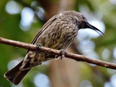 Chalcomitra senegalensis gutturalis