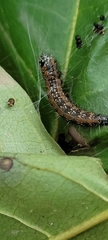 Omphalocera munroei