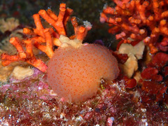 Pseudodistoma cyrnusense