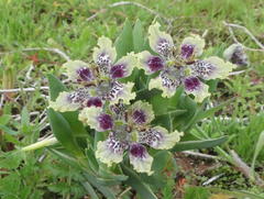 Ferraria densepunctulata