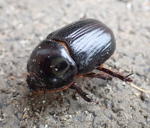 Eastern Rhinoceros Beetle photo 6