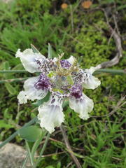 Ferraria densepunctulata