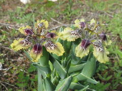 Ferraria densepunctulata