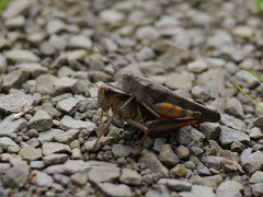 Spharagemon saxatile