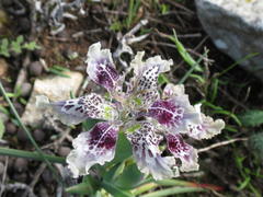 Ferraria densepunctulata