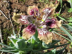Ferraria densepunctulata