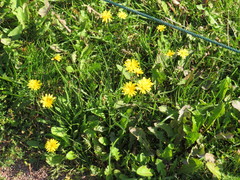 Scorzoneroides autumnalis