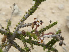 Jamesbrittenia merxmuelleri