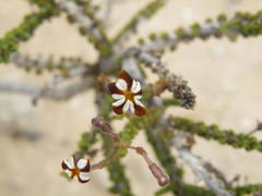 Jamesbrittenia merxmuelleri