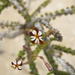 Jamesbrittenia merxmuelleri - Photo (c) Antoinette Eyssell Knox, algunos derechos reservados (CC BY-SA), subido por Antoinette Eyssell Knox