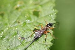 Vulgichneumon saturatorius
