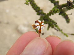 Jamesbrittenia merxmuelleri