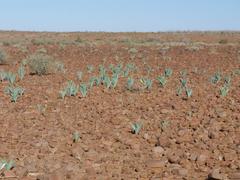 Pseudogaltonia clavata