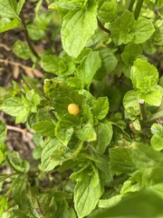 Coccinellini