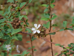 Melochia parvifolia