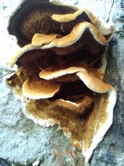 Fungi