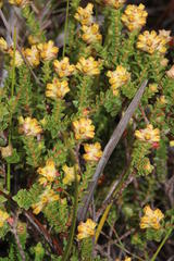 Penaea mucronata
