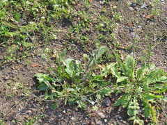 Capsella bursa-pastoris