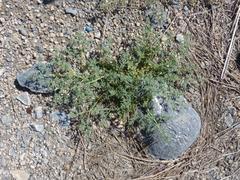 Tetraena cylindrifolia