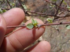 Euphorbia guerichiana image