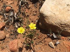 Oxalis haedulipes