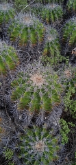 Ferocactus flavovirens