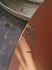 Gekko japonicus