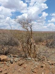 Euphorbia guerichiana image