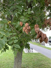 Koelreuteria paniculata