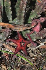 Stapelia cedrimontana