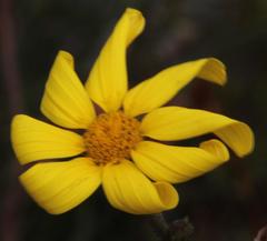 Osteospermum polygaloides polygaloides